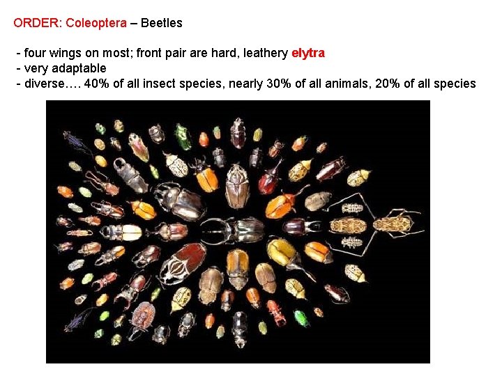 ORDER: Coleoptera – Beetles - four wings on most; front pair are hard, leathery