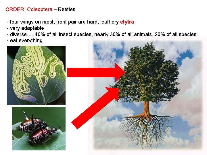 ORDER: Coleoptera – Beetles - four wings on most; front pair are hard, leathery