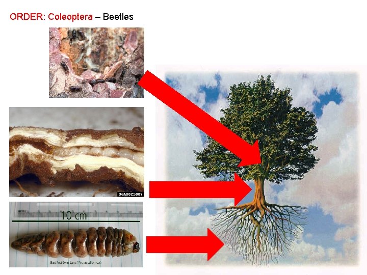 ORDER: Coleoptera – Beetles 