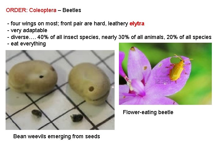 ORDER: Coleoptera – Beetles - four wings on most; front pair are hard, leathery