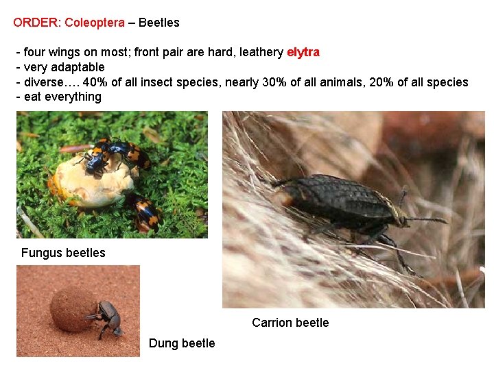 ORDER: Coleoptera – Beetles - four wings on most; front pair are hard, leathery