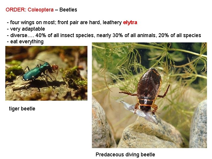 ORDER: Coleoptera – Beetles - four wings on most; front pair are hard, leathery
