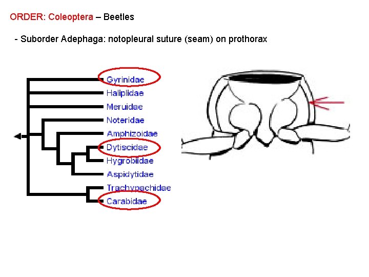 ORDER: Coleoptera – Beetles - Suborder Adephaga: notopleural suture (seam) on prothorax 