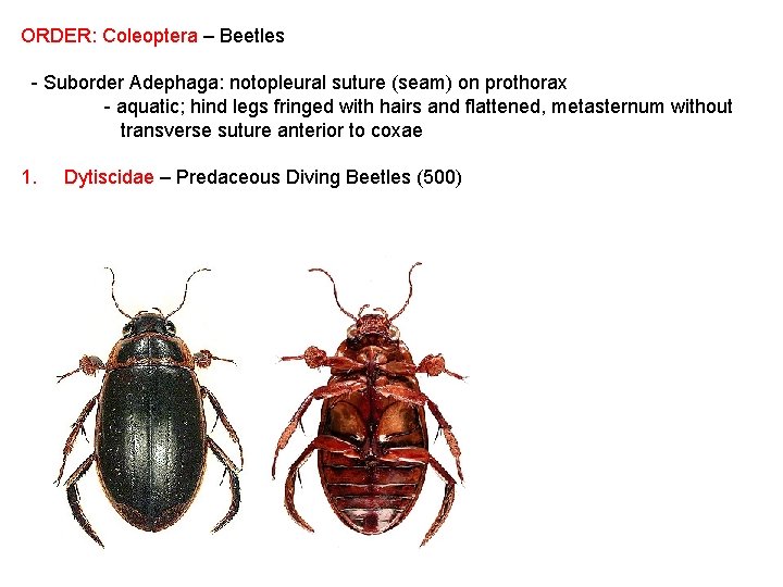 ORDER: Coleoptera – Beetles - Suborder Adephaga: notopleural suture (seam) on prothorax - aquatic;
