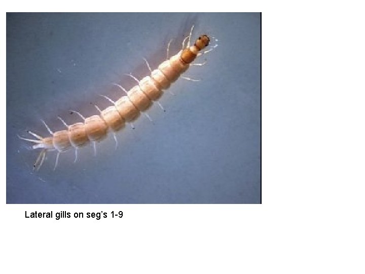 Lateral gills on seg’s 1 -9 