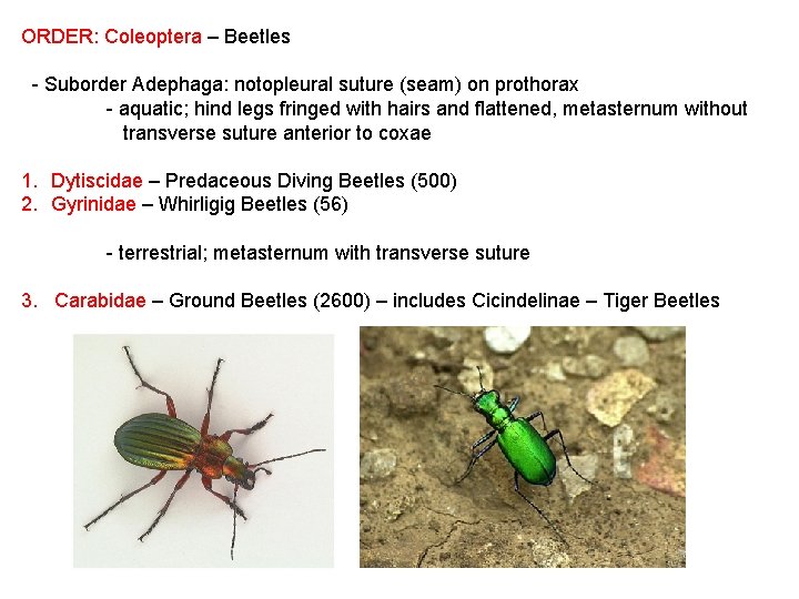 ORDER: Coleoptera – Beetles - Suborder Adephaga: notopleural suture (seam) on prothorax - aquatic;