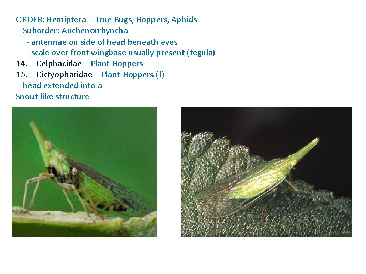 ORDER: Hemiptera – True Bugs, Hoppers, Aphids - Suborder: Auchenorrhyncha - antennae on side
