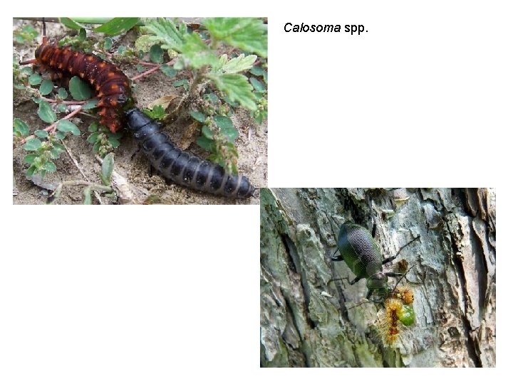 Calosoma spp. 