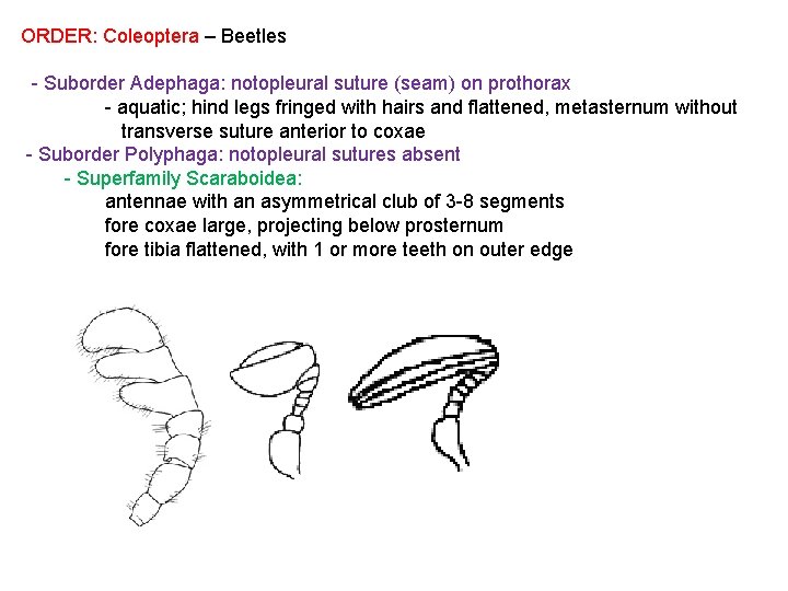 ORDER: Coleoptera – Beetles - Suborder Adephaga: notopleural suture (seam) on prothorax - aquatic;