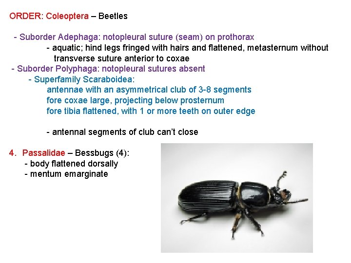 ORDER: Coleoptera – Beetles - Suborder Adephaga: notopleural suture (seam) on prothorax - aquatic;