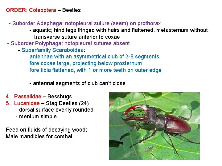 ORDER: Coleoptera – Beetles - Suborder Adephaga: notopleural suture (seam) on prothorax - aquatic;