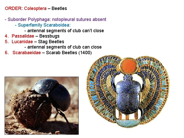 ORDER: Coleoptera – Beetles - Suborder Polyphaga: notopleural sutures absent - Superfamily Scaraboidea: -