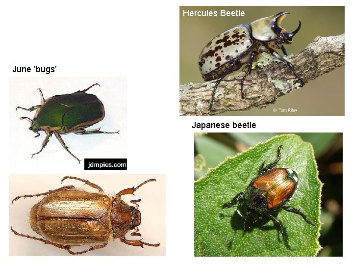 Hercules Beetle June ‘bugs’ Japanese beetle 