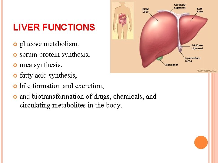 LIVER FUNCTIONS glucose metabolism, serum protein synthesis, urea synthesis, fatty acid synthesis, bile formation