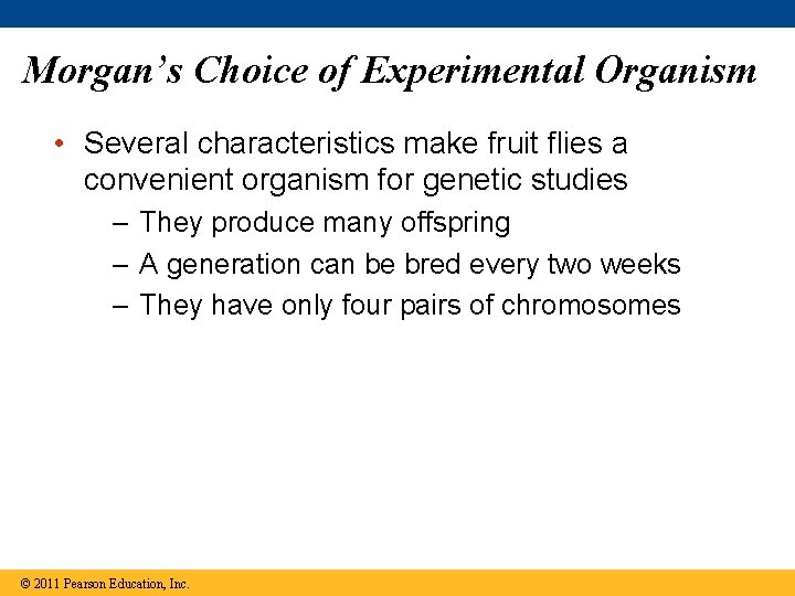 Morgan’s Choice of Experimental Organism • Several characteristics make fruit flies a convenient organism