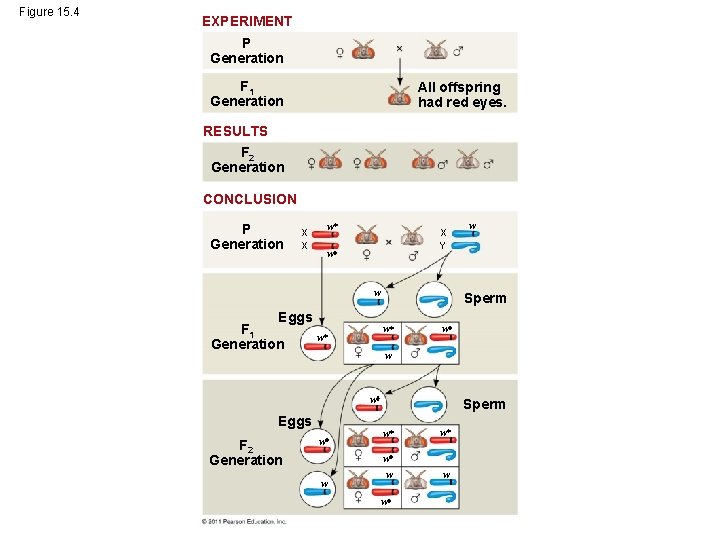 Figure 15. 4 EXPERIMENT P Generation F 1 Generation All offspring had red eyes.