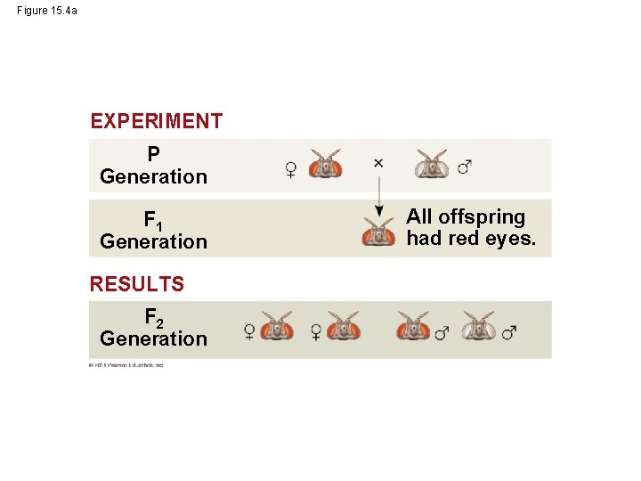 Figure 15. 4 a EXPERIMENT P Generation F 1 Generation RESULTS F 2 Generation