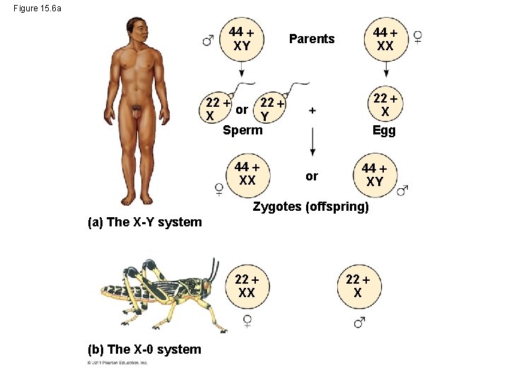 Figure 15. 6 a 44 XY 44 XX Parents 22 X Egg 22 or