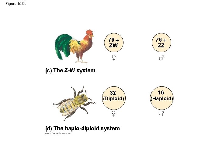 Figure 15. 6 b 76 ZW 76 ZZ 32 16 (c) The Z-W system