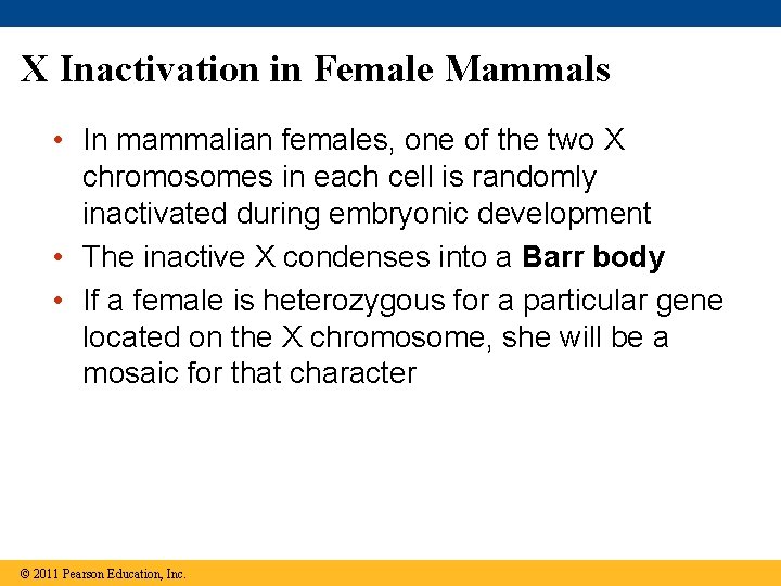 X Inactivation in Female Mammals • In mammalian females, one of the two X