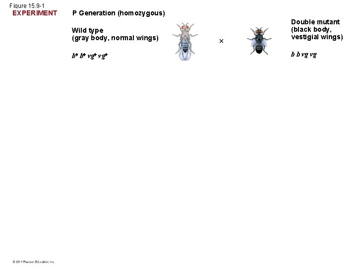 Figure 15. 9 -1 EXPERIMENT P Generation (homozygous) Wild type (gray body, normal wings)