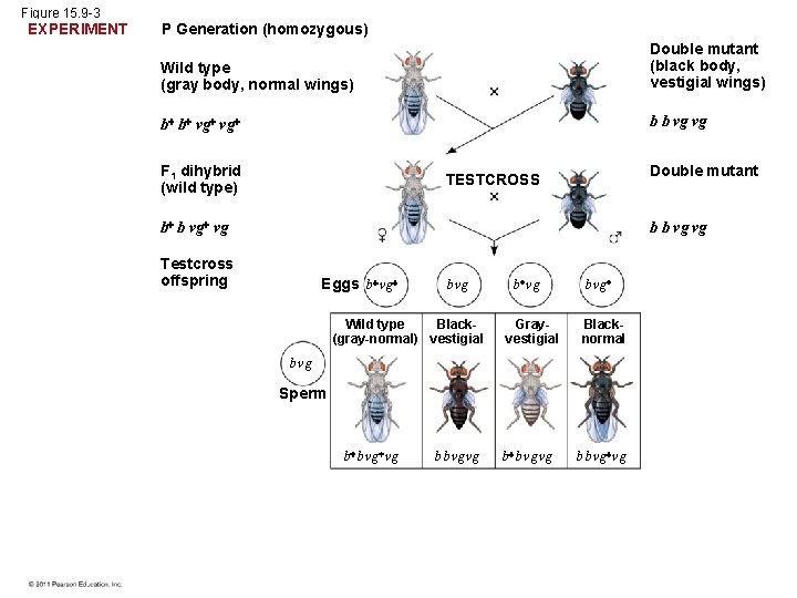 Figure 15. 9 -3 EXPERIMENT P Generation (homozygous) Wild type (gray body, normal wings)