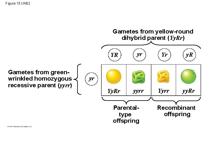 Figure 15. UN 02 Gametes from yellow-round dihybrid parent (Yy. Rr) Gametes from greenwrinkled