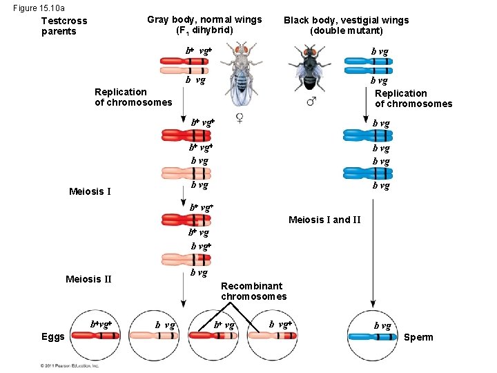 Figure 15. 10 a Gray body, normal wings (F 1 dihybrid) Testcross parents Black