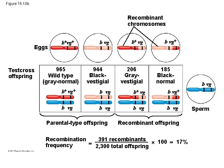 Figure 15. 10 b Recombinant chromosomes Eggs Testcross offspring b vg 965 Wild type