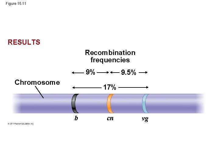 Figure 15. 11 RESULTS Recombination frequencies 9% Chromosome 9. 5% 17% b cn vg