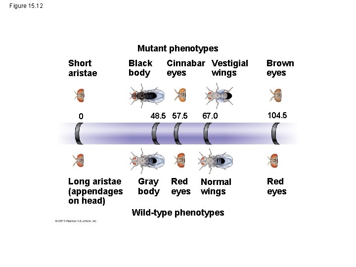 Figure 15. 12 Mutant phenotypes Short aristae 0 Long aristae (appendages on head) Black