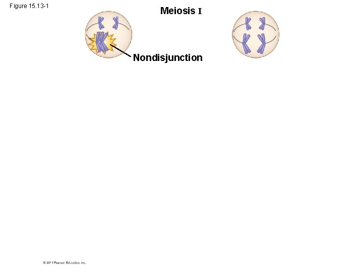 Figure 15. 13 -1 Meiosis I Nondisjunction 