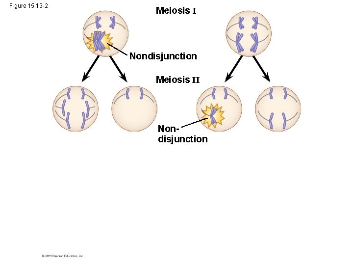 Figure 15. 13 -2 Meiosis I Nondisjunction Meiosis II Nondisjunction 