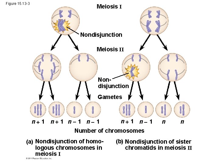 Figure 15. 13 -3 Meiosis I Nondisjunction Meiosis II Nondisjunction Gametes n 1 n