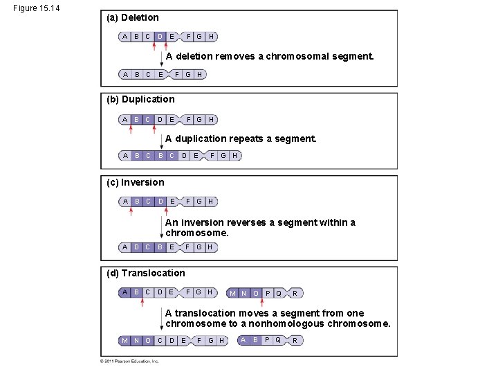 Figure 15. 14 (a) Deletion A B C D E F G H A