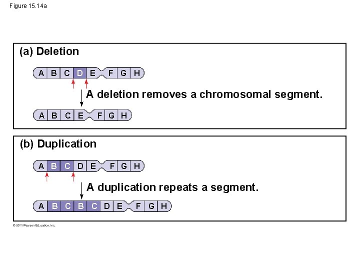 Figure 15. 14 a (a) Deletion A B C D E F G H