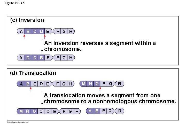 Figure 15. 14 b (c) Inversion A B C D E F G H