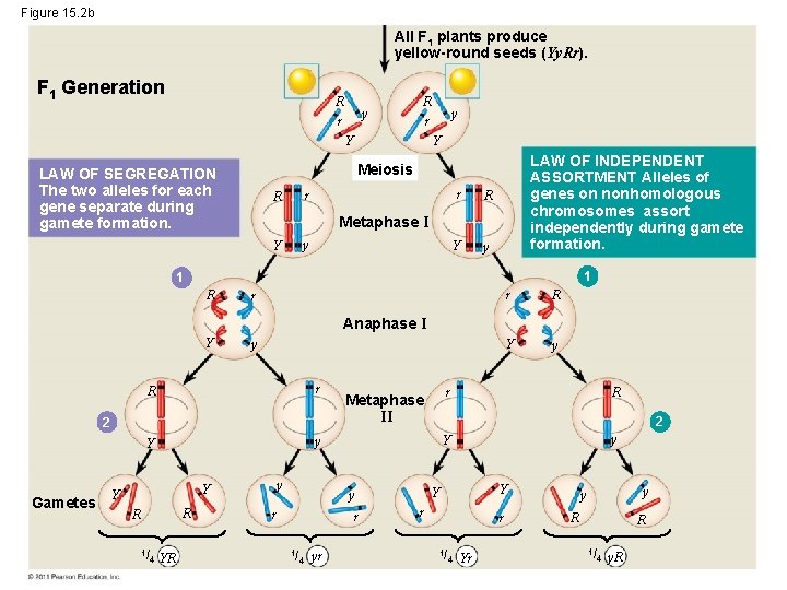 Figure 15. 2 b All F 1 plants produce yellow-round seeds (Yy. Rr). F