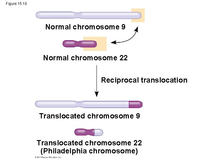 Figure 15. 16 Normal chromosome 9 Normal chromosome 22 Reciprocal translocation Translocated chromosome 9