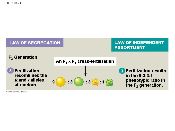 Figure 15. 2 c LAW OF INDEPENDENT ASSORTMENT LAW OF SEGREGATION F 2 Generation