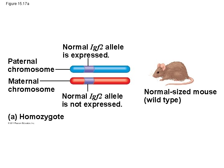 Figure 15. 17 a Paternal chromosome Maternal chromosome Normal Igf 2 allele is expressed.
