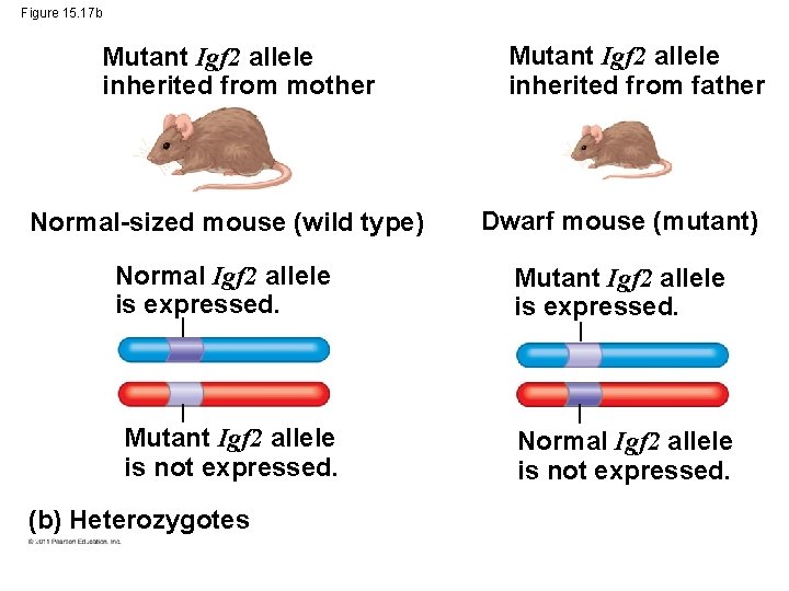Figure 15. 17 b Mutant Igf 2 allele inherited from mother Mutant Igf 2
