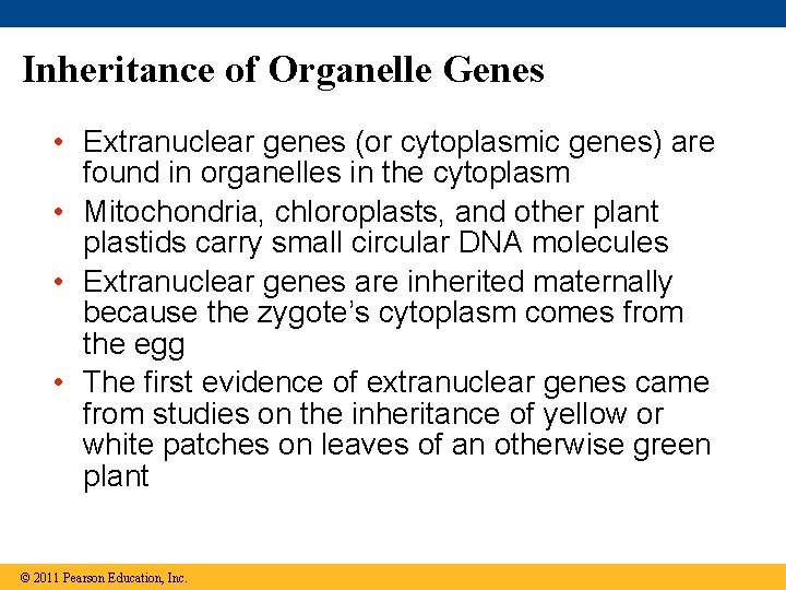 Inheritance of Organelle Genes • Extranuclear genes (or cytoplasmic genes) are found in organelles