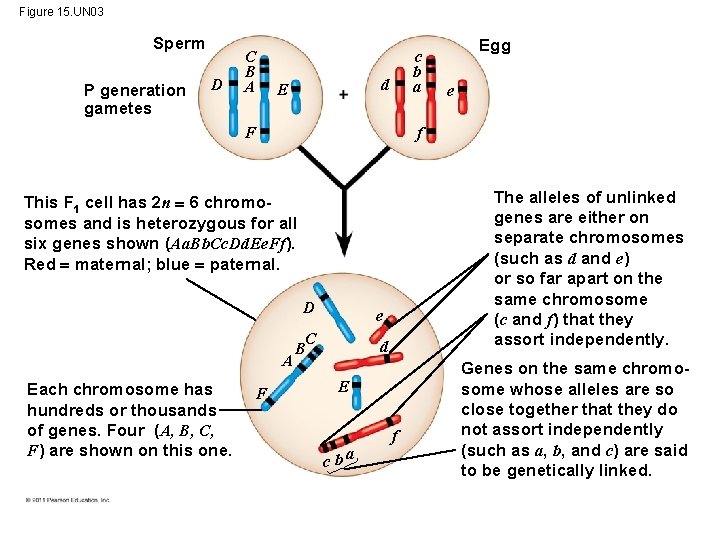 Figure 15. UN 03 Sperm P generation gametes D C B A c b