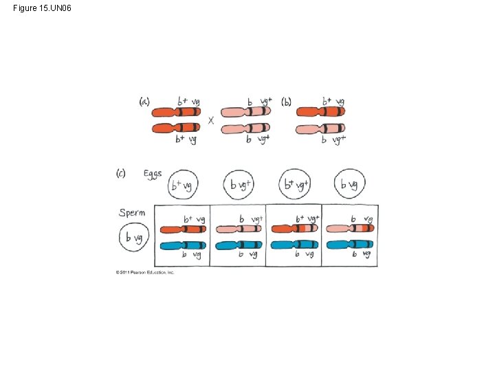 Figure 15. UN 06 