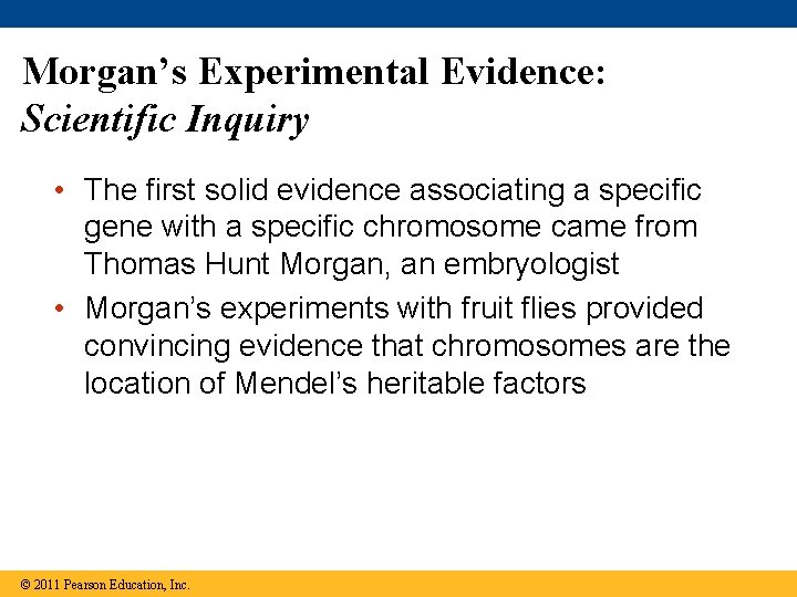Morgan’s Experimental Evidence: Scientific Inquiry • The first solid evidence associating a specific gene