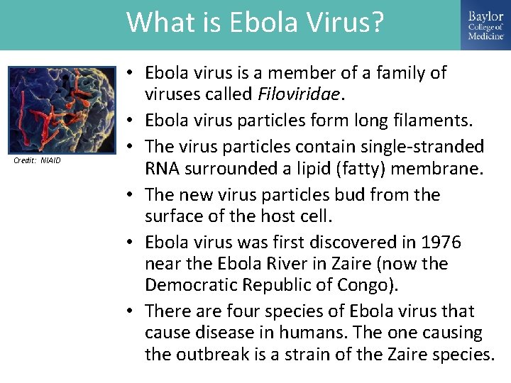 What is Ebola Virus? Credit: NIAID • Ebola virus is a member of a