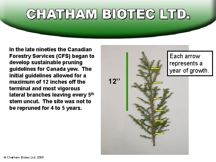 In the late nineties the Canadian Forestry Services (CFS) began to develop sustainable pruning