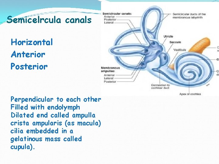 Semicelrcula canals Horizontal Anterior Posterior Perpendicular to each other Filled with endolymph Dilated end Semicelrcula canals Horizontal Anterior Posterior Perpendicular to each other Filled with endolymph Dilated end