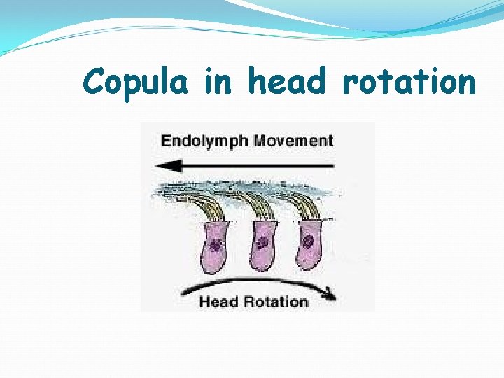 Copula in head rotation Copula in head rotation